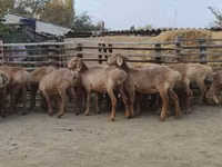 Schaf, Arashan sheep — Foto 8