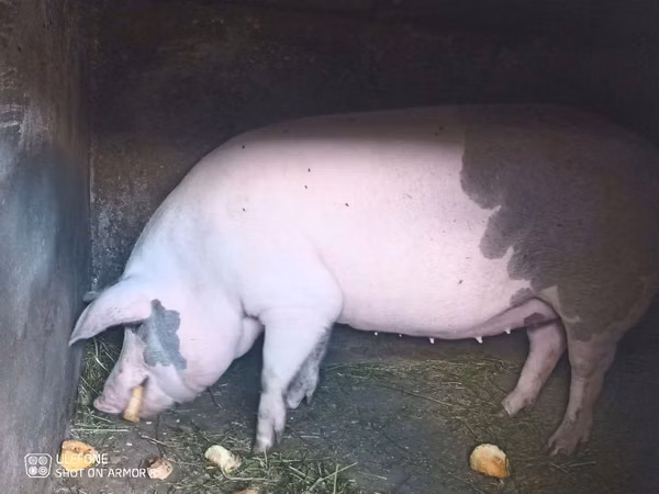 Sow, Pigs — Moldova