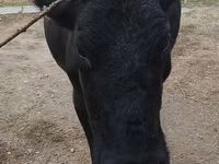 گائے, Russian Black pied cattle — تصویر 2