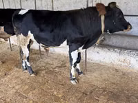 Bull, Russian Black pied cattle — photo 2