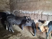 सांड, मवेशी — फ़ोटो 3