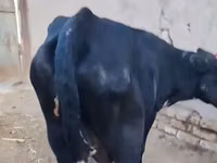 Cow, Russian Black pied cattle — photo 5