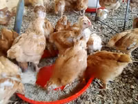Chickens — foto 1