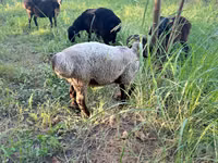 Kambing jantan, Sheep — foto 3