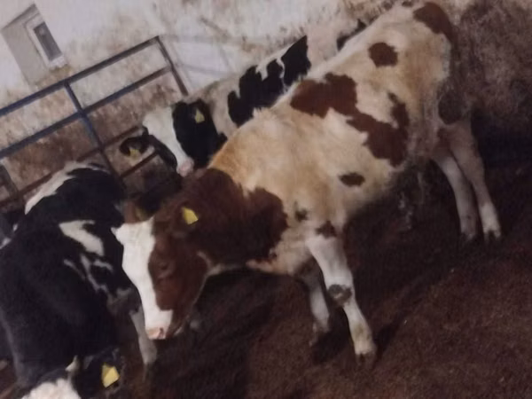 Kuh, Simmental cattle — Polen