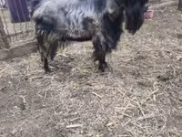 Billy Goat, Goats — photo 2
