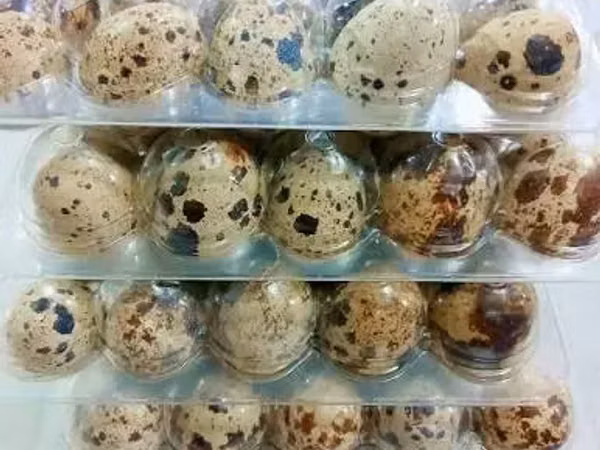 Quails — আর্মেনিয়া