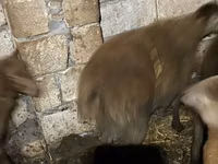 Хуц, Shirvan sheep — 1 зураг
