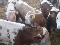 소(암수 미지정, 묶음), Simmental cattle — 사진 1