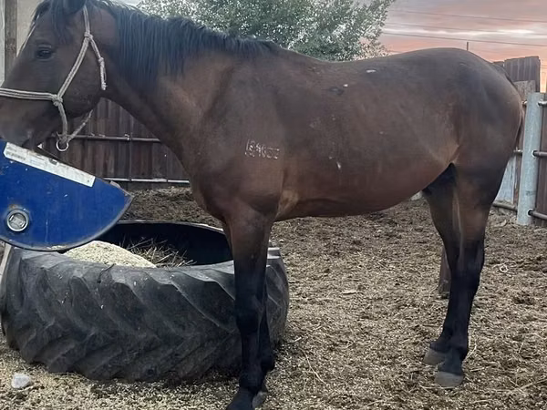 Horse (M), Horses — Kazakhstan