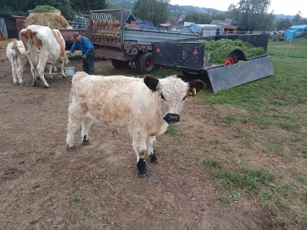 Bull, Galloway cow