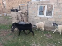 بز ماده, بز — عکس 2