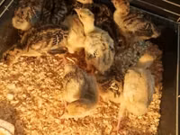 Turkeys — foto 3