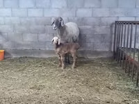 암양, Arashan sheep — 사진 2