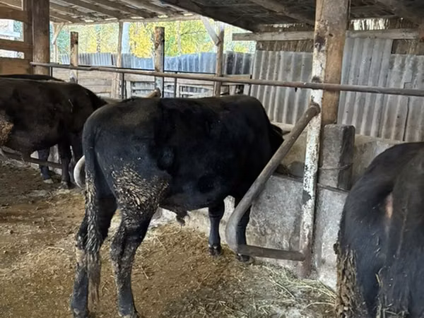 Bull, Aberdeen-Angus