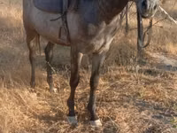 Horse (M), Horses — photo 1
