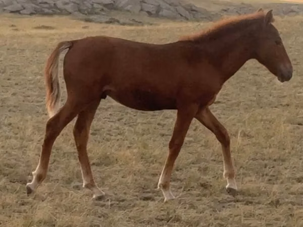 Horse (M), Horses — Kazakhstan