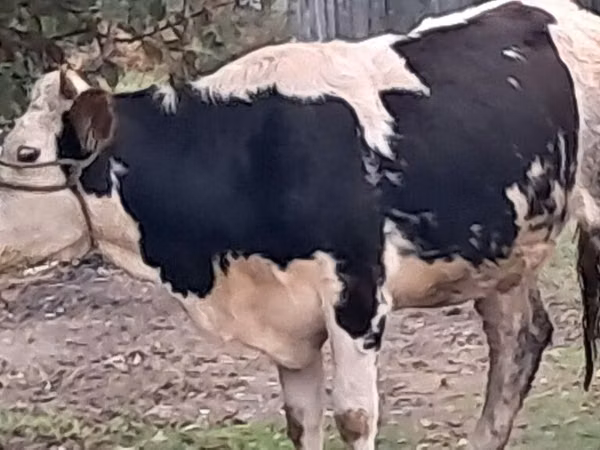 گاو نر, Simmental cattle