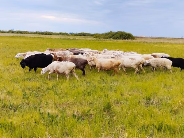 Sheep, Sheep — Kazakhstan