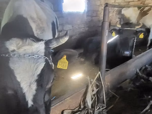 Banteng, Russian Black pied cattle