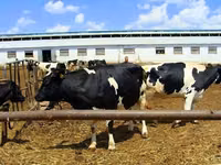 گاو ماده, Russian Black pied cattle — عکس 5