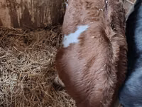 Ng'ombe dume, Simmental cattle — picha 2
