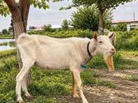 ஆண் வெள்ளாடு, Saanen goat — புகைப்படம் 3