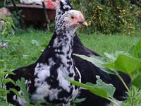 Chickens — sawirka 1