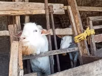 بز نر, بز — عکس 3