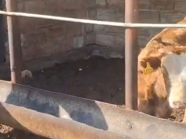 Гов, Simmental cattle