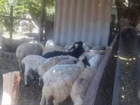 Kambing jantan, Sheep — foto 4
