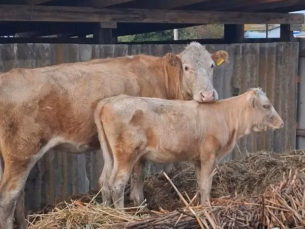 Cow, Latvian Blue cattle — Kazakhstan