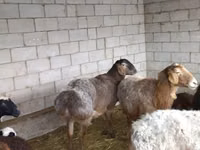 Baran, Owce — zdjęcie 1