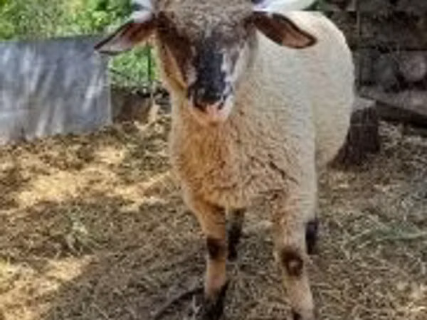 Ram, White Suffolk sheep
