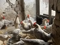 Chickens — புகைப்படம் 3