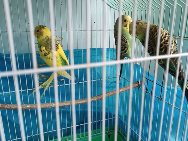 Məhsul: dalmation naxışlı və sarı-yaşıl rəng çalarlarında dalğıc