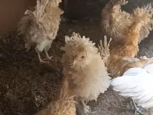 Shamo chickens — Armenia