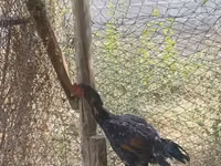 Chickens — photo 4