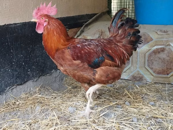 Chickens — Kyrgyzstan