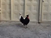 Chickens — photo 4
