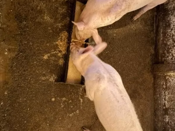 Boar, Pigs — Hungary