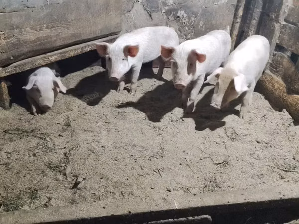 Pigs (batch, sex not specified), 