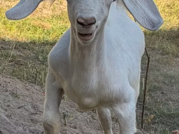 Billy Goat, Russian White goat