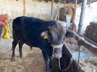 Gia súc (lô, chưa xác định giới tính), Gia súc — ảnh 2