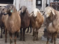 Sheep, Edilbay sheep — photo 3