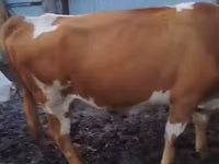 Αγελάδα, Simmental cattle — φωτογραφία 7