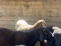 숫양, Arashan sheep — 사진 5