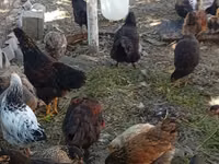Chickens — ছবি 4