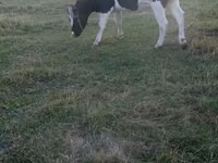 Cow, Russian Black pied cattle — photo 3