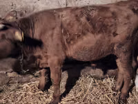 วัวตัวผู้, Simmental cattle — รูปภาพ 8